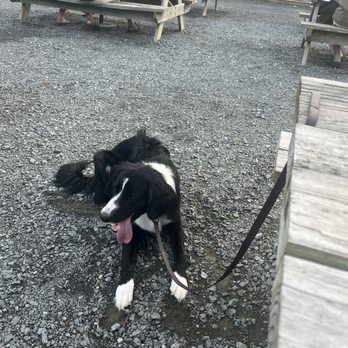 Controlled K9 - Pet Training Near Me