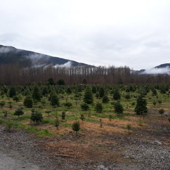 Alpine Meadows Tree Farm - The field of trees! - Christmas Trees Near Me - Deming, Washington Alpine Meadows Tree Farm - The field of trees! - Christmas Trees Near Me - Deming, Washington