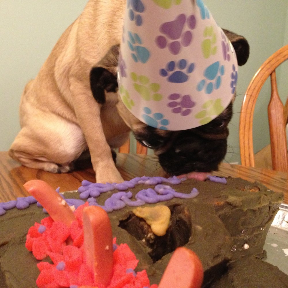 Doggy Style Deli - Pistol just couldn't wait to dive face first into her yummy birthday cake. Thanks guys! Lasted the group a whole 5 seconds! LOL! - Pet Stores Near Me - Edmonton, Alberta