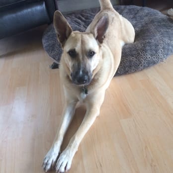 Happy Paws Rescue - Gator - Animal Shelters Near Me - Yuba City, California Happy Paws Rescue - Gator - Animal Shelters Near Me - Yuba City, California