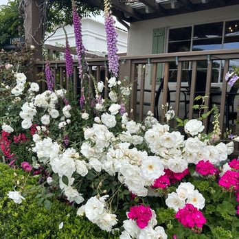 Thyme In The Ranch - Flower in front of restaurant. - Breakfast & Brunch Near Me - Rancho Santa Fe, California Thyme In The Ranch - Flower in front of restaurant. - Breakfast & Brunch Near Me - Rancho Santa Fe, California