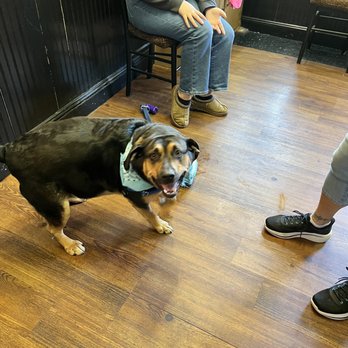 Bow Wow Salon - Oliver, right before he started to shoplift the toys!! Lol - Pet Sitting Near Me - North Arlington, New Jersey Bow Wow Salon - Oliver, right before he started to shoplift the toys!! Lol - Pet Sitting Near Me - North Arlington, New Jersey