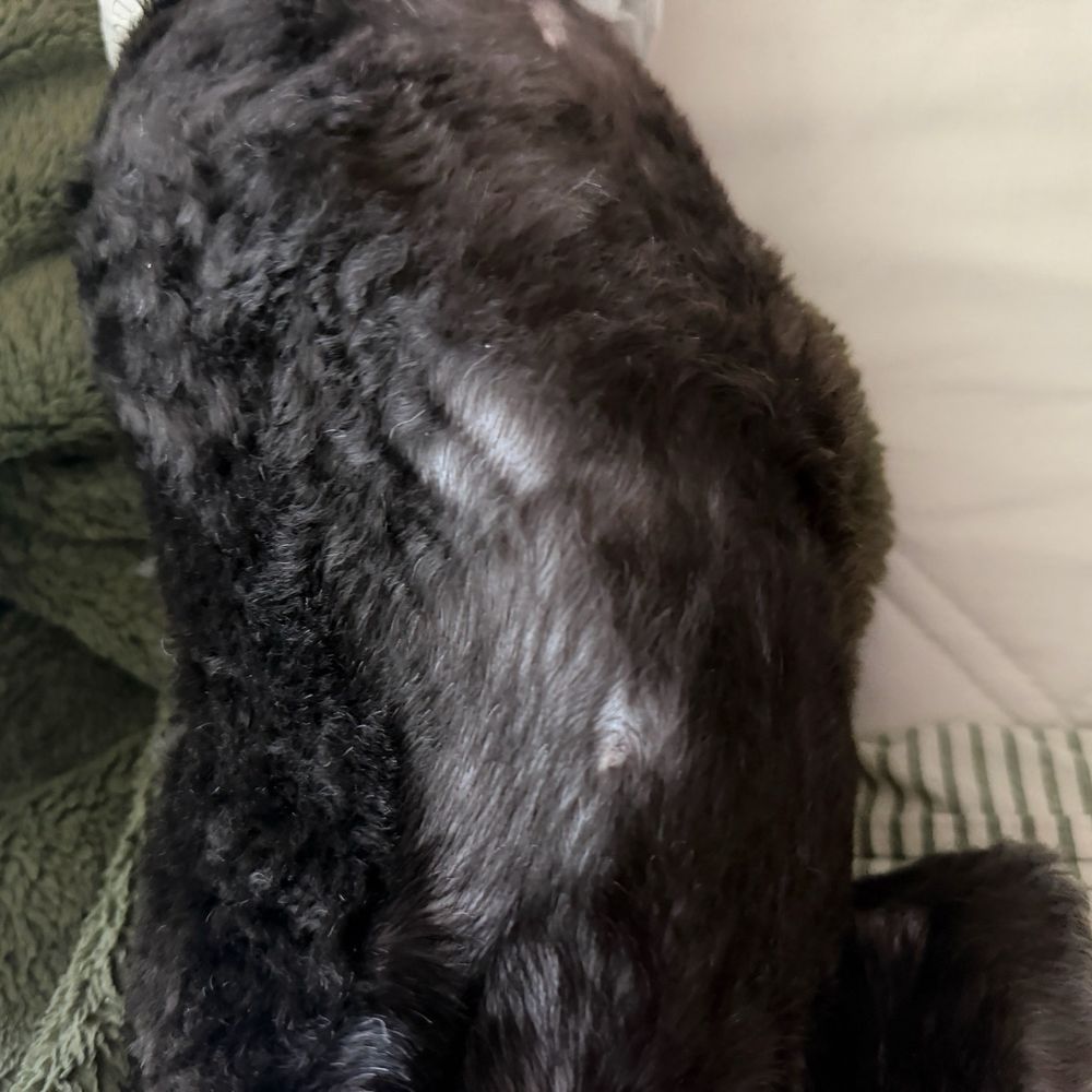 Picture Perfect Grooming - Pet Groomers Near Me - Clarksville, Tennessee Picture Perfect Grooming - Pet Groomers Near Me - Clarksville, Tennessee
