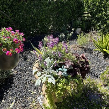 The Standard Design Group Nurseries - Erysimum and calibrachoas. - Nurseries & Gardening Near Me - Pasadena, California The Standard Design Group Nurseries - Erysimum and calibrachoas. - Nurseries & Gardening Near Me - Pasadena, California