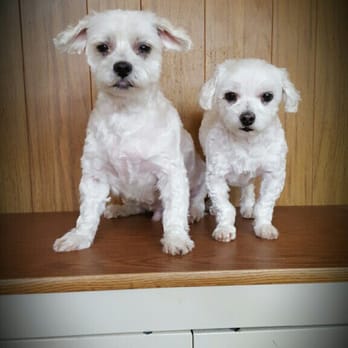 Best Friends Grooming - Look good and $90 for both cuts - Pet Groomers Near Me - Daly City, California Best Friends Grooming - Look good and $90 for both cuts - Pet Groomers Near Me - Daly City, California