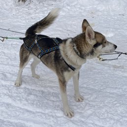 One of the sled dogs One of the sled dogs