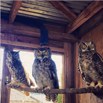 Pacific Wildlife Care - Three Great horned owls in care at Pacific Wildlife Care - Community Service/Non-Profit Near Me - Morro Bay, California Pacific Wildlife Care - Three Great horned owls in care at Pacific Wildlife Care - Community Service/Non-Profit Near Me - Morro Bay, California
