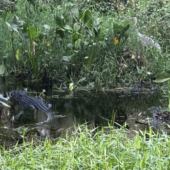 CREW - Bird Rookery Swamp - Parks Near Me - Naples, Florida
