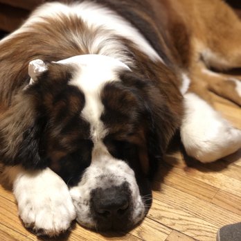 Doggy Styles Pet Salon - All clean! - Pet Groomers Near Me - Parker, Colorado Doggy Styles Pet Salon - All clean! - Pet Groomers Near Me - Parker, Colorado