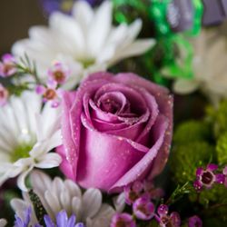 Studio Flora