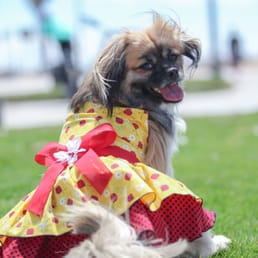 My Bella .. I used this photo for Bella's Therapy Dog's event: Paws 2 Read in HB's Book mark for the kids. They loooved them! My Bella .. I used this photo for Bella's Therapy Dog's event: Paws 2 Read in HB's Book mark for the kids. They loooved them!
