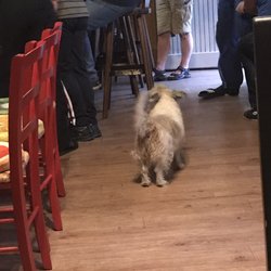Gaststätte Goldene Kugel - The bar dog!