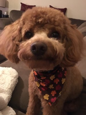 chocolate avenue grooming salon