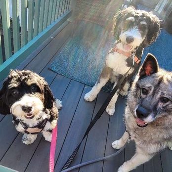 Eastiewalks - Pet Sitting Near Me - Boston, Massachusetts