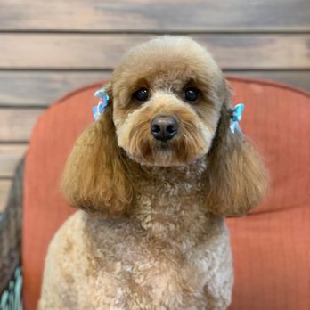 Rover Valley Natural Pet - Pet Groomers Near Me - Fort Smith, Arkansas Rover Valley Natural Pet - Pet Groomers Near Me - Fort Smith, Arkansas