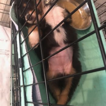 VCA Mill Run Animal Hospital - Saved puppy:))) - Veterinarians Near Me - Hilliard, Ohio VCA Mill Run Animal Hospital - Saved puppy:))) - Veterinarians Near Me - Hilliard, Ohio