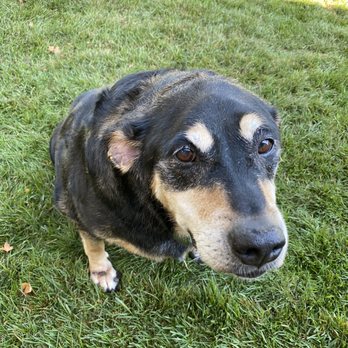 TLC Mobile Pet Grooming - Here's Honey our Rottweiler Pit mix. She was looking pretty dirty before TLC. - Pet Groomers Near Me