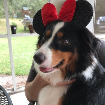 Petco - Pet Stores Near Me - Mt. Pleasant, South Carolina
