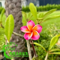 Shaggs Landscaping & Lighting
