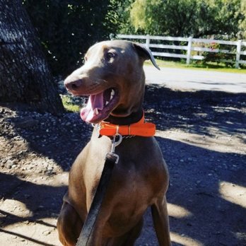 Epic Dog Academy - Pet Training Near Me - Temecula, California Epic Dog Academy - Pet Training Near Me - Temecula, California