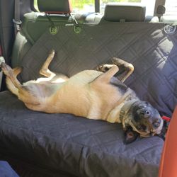 Dogfather K9 Connections - Sadi