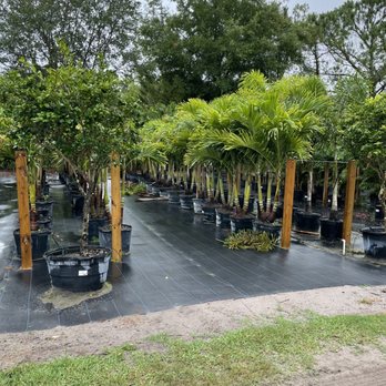 Sieffert's Nursery - Trees - Nurseries & Gardening Near Me - Orlando, Florida