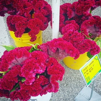 The Market at Hague - Farmers Market Near Me - Indianapolis, Indiana The Market at Hague - Farmers Market Near Me - Indianapolis, Indiana