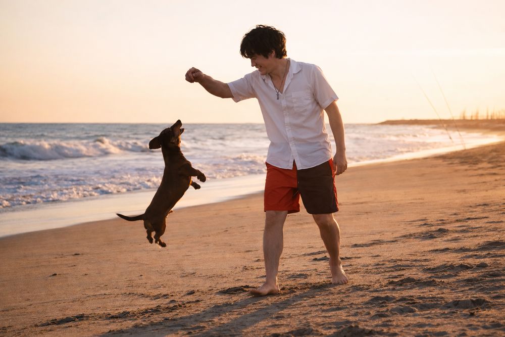 Bay Pet Resorts - pet boarding facility in San Jose, CA