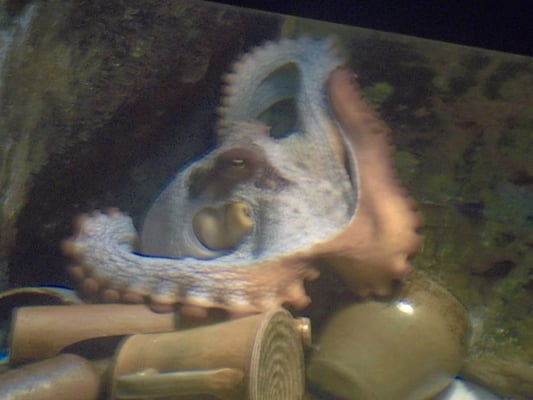 Grand Aquarium Saint Malo by null