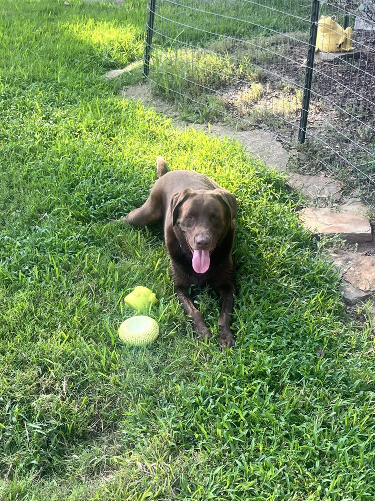 PARKLAND KENNEL Updated May 2024 19 Reviews 615 Pitts Rd