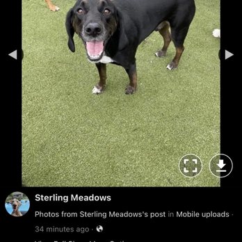 Sterling Meadows Feed & Tack - Pet Groomers Near Me - Virginia Beach, Virginia Sterling Meadows Feed & Tack - Pet Groomers Near Me - Virginia Beach, Virginia