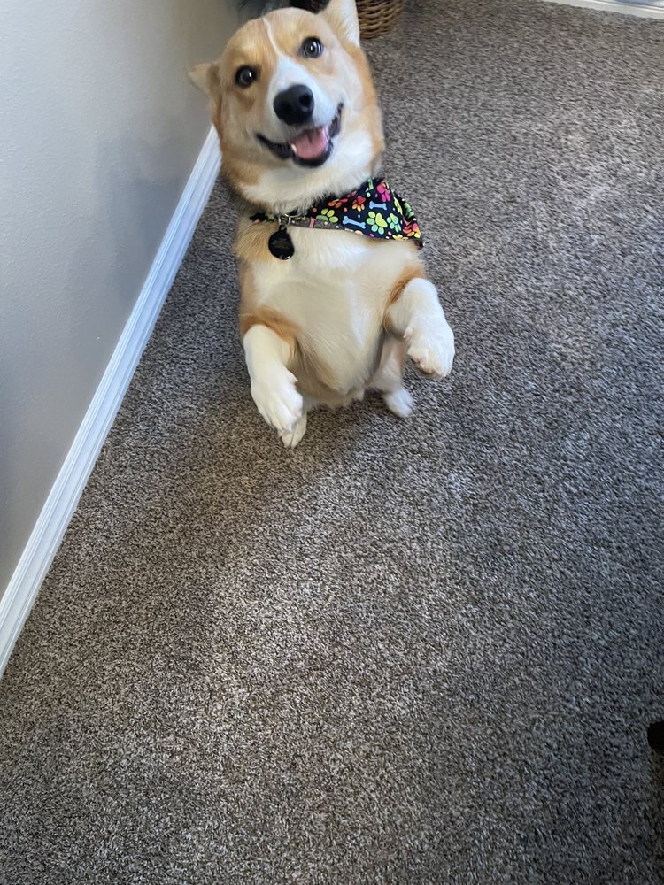 THE FUNKY POODLE Updated September 2024 96 Photos & 127 Reviews