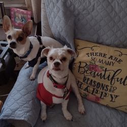 South River Veterinary Clinic - We love Dr. Boulas!