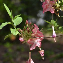 Aldridge Gardens - Azalea