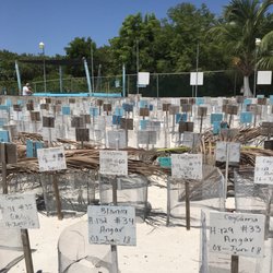 Tortuganja / Turtle Farm