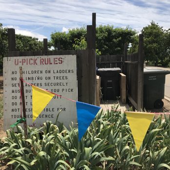 Pease Ranch - U-Pick rules at Pease Ranch in Brentwood. - Fruits & Veggies Near Me - Brentwood, California Pease Ranch - U-Pick rules at Pease Ranch in Brentwood. - Fruits & Veggies Near Me - Brentwood, California