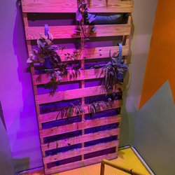Auberge Alternative (De Jeunesse) Du Vieux-Montreal - Living wall :)