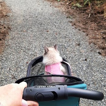 The Dog Nanny - Yes, The Dog Nanny also offers cat walking for adventurous kitties! - Pet Sitting Near Me The Dog Nanny - Yes, The Dog Nanny also offers cat walking for adventurous kitties! - Pet Sitting Near Me