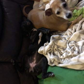 Pooper Picker Upper Kids - Pet Waste Removal Near Me
