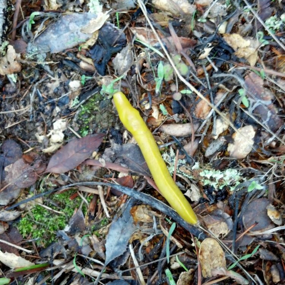 Thornewood Preserve - Banana slug. - Parks Near Me - Woodside, California Thornewood Preserve - Banana slug. - Parks Near Me - Woodside, California
