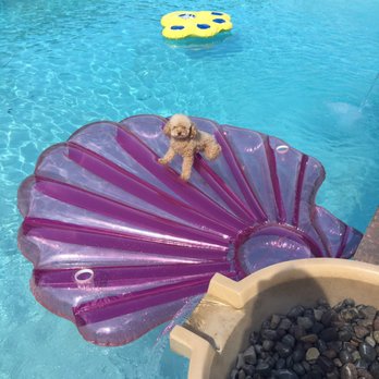 Artistic Pool & Spa - My dog likes the pool :-) - Pool & Hot Tub Service Near Me - Las Vegas, Nevada Artistic Pool & Spa - My dog likes the pool :-) - Pool & Hot Tub Service Near Me - Las Vegas, Nevada