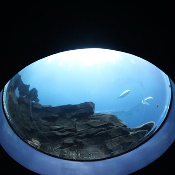 Georgia Aquarium - Aquariums Near Me - Atlanta, Georgia