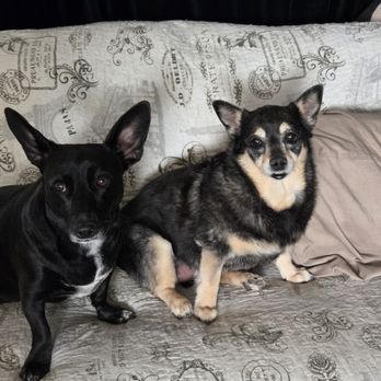 Precious Moments - Talini and Knuit. Knuit passed on 9/11/26. - Pet Groomers Near Me - San Jacinto, California Precious Moments - Talini and Knuit. Knuit passed on 9/11/26. - Pet Groomers Near Me - San Jacinto, California