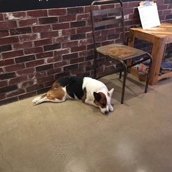 The BackRoom - It's Basil, the brew dog!!! - Beer Bar Near Me - Solvang, California The BackRoom - It's Basil, the brew dog!!! - Beer Bar Near Me - Solvang, California