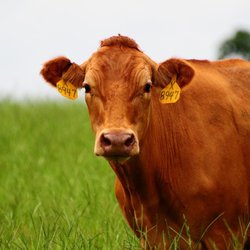La Fortaleza Beef