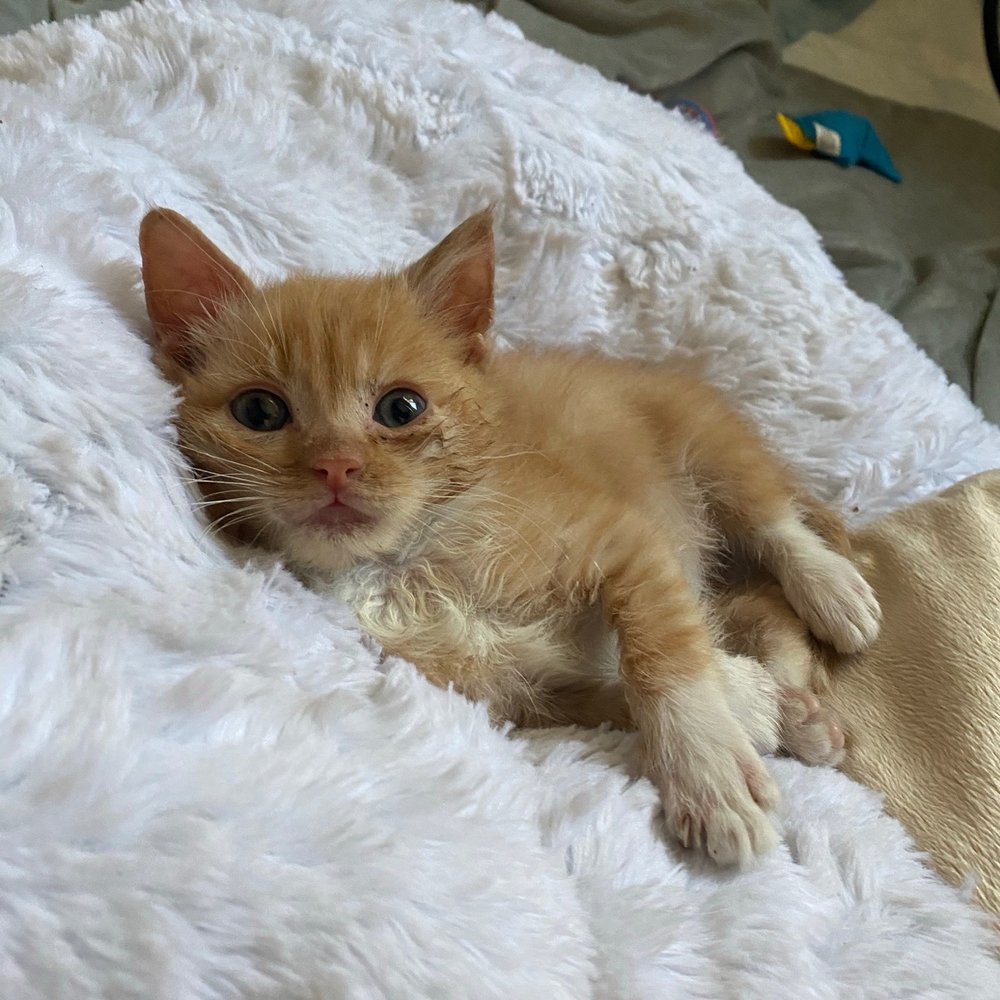 Helen Sanders CatPAWS - One of the kittens that I thought was a cutie. - Animal Shelters Near Me - Seal Beach, California