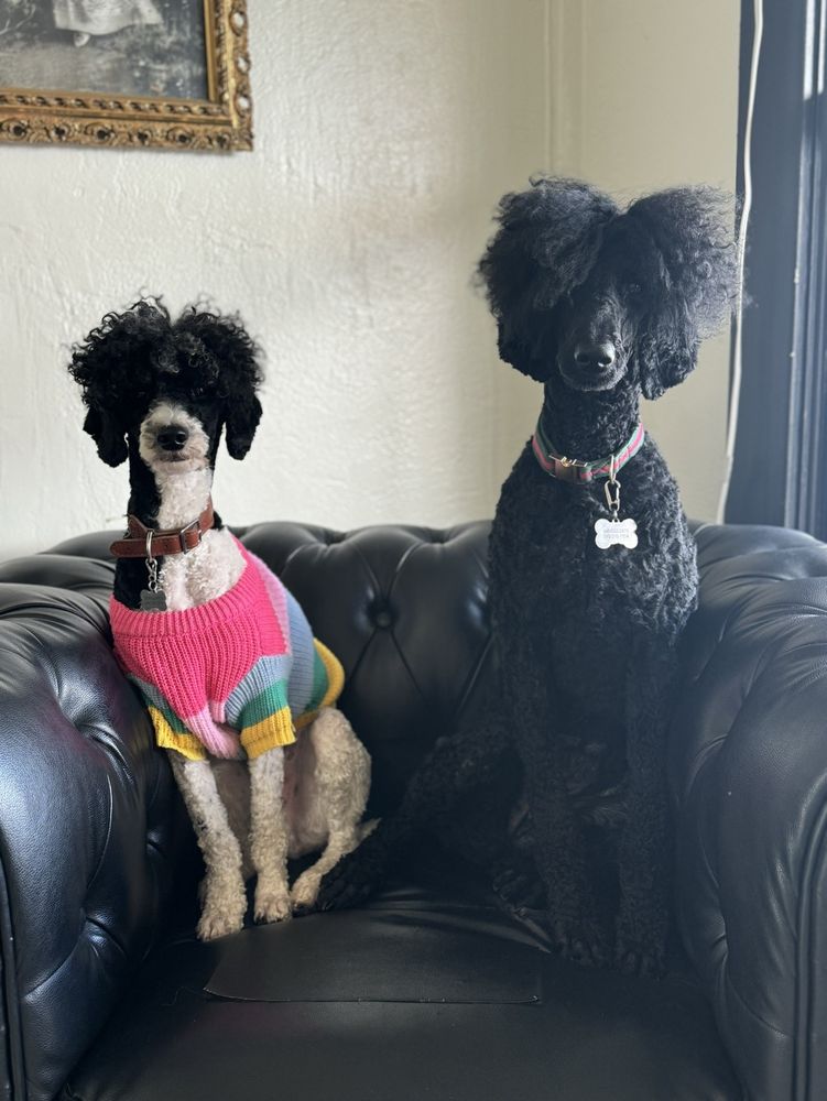 Pet Town Port Townsend Image