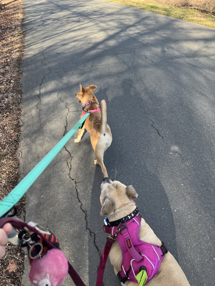 PIEDMONT PET SITTING Request a Quote 20 Photos Kannapolis, North