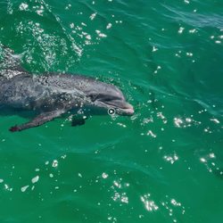 Panama City Dolphin Seafari Tours