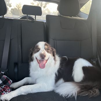 The Doggy Detailer - All cleaned up - Pet Groomers Near Me - La Mesa, California The Doggy Detailer - All cleaned up - Pet Groomers Near Me - La Mesa, California